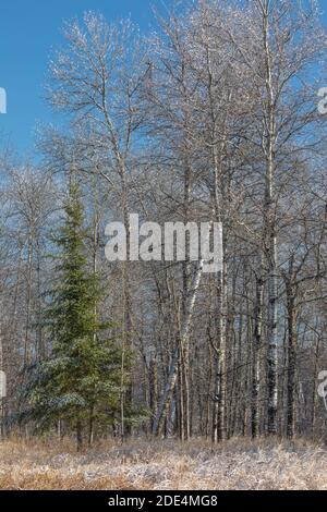 Paysage du Wisconsin après une tempête de verglas. Banque D'Images