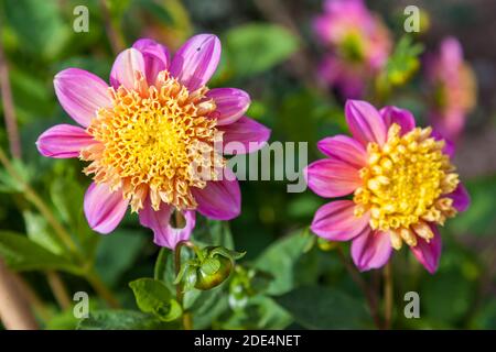 'Gamelan, Gamelean' Anemone fleuri dahlia, Anemondahlia (Dahlia x hortensis) Banque D'Images