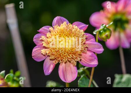 'Gamelan, Gamelean' Anemone fleuri dahlia, Anemondahlia (Dahlia x hortensis) Banque D'Images