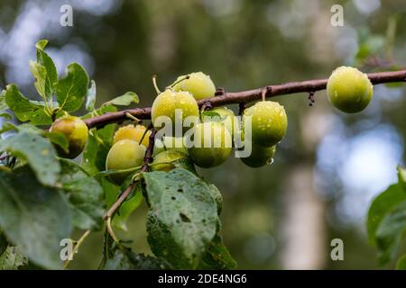 'Reine Claude d'Oullins' Prunier, Plommon (Prunus domestica) Banque D'Images