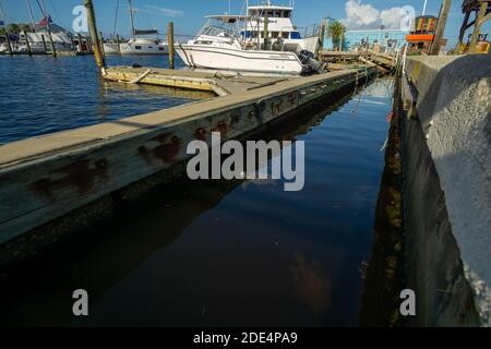 Une paire de jeunes tortues de mer vertes se socialisent tout en se nourrisant dans une marina de Floride. Banque D'Images