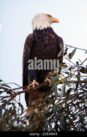 Un pygargue à tête blanche (Haliaeetus leucocephalus) au parc du comté d'Ed Levin à Milpitas, en Californie Banque D'Images