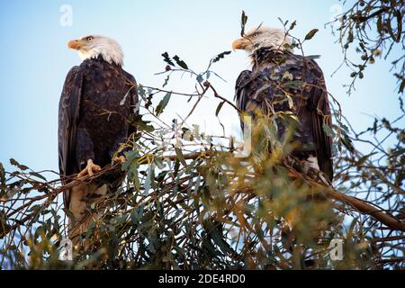 Une paire d'aigles à tête blanche (Haliaeetus leucocephalus) au parc du comté d'Ed Levin à Milpitas, en Californie Banque D'Images