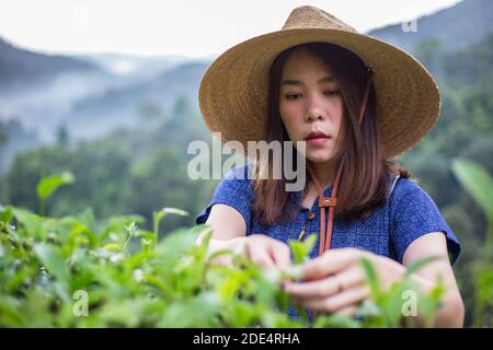 une agricultrice asiatique de style costume tribal porte un panier tissé Style de vie d'origine sur la plantation de thé de haute montagne belle situation du Nord Thaïlande Banque D'Images