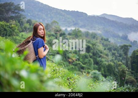 une agricultrice asiatique de style costume tribal porte un panier tissé Style de vie d'origine sur la plantation de thé de haute montagne belle situation du Nord Thaïlande Banque D'Images