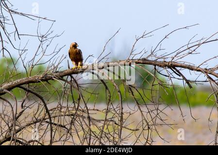 Buzzard à longues pattes sur la branche de l'arbre. Banque D'Images
