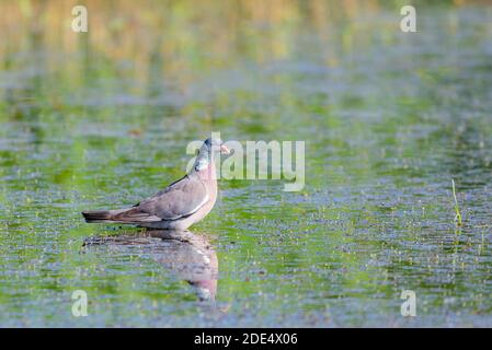 Pigeon de bois sauvage ou Palumbus de Columba dans l'eau de l'étang. Banque D'Images