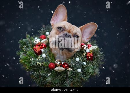 Chien Bulldog français portant une couronne de Noël avec étoile et balle l'arbre s'écroulé autour du cou en regardant la neige qui tombe dessus arrière-plan sombre Banque D'Images
