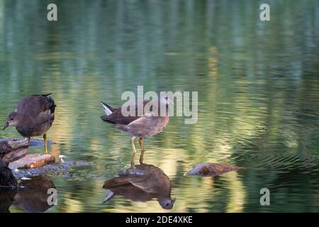 Deux moorhens sont dans l'eau verte. Dans la lumière douce et ensoleillée du matin. Avec réflexion. Banque D'Images