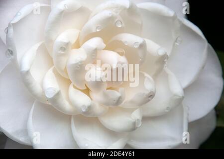 Sydney Australie, gros plan de la fleur de camellia blanche aux gouttes de pluie Banque D'Images