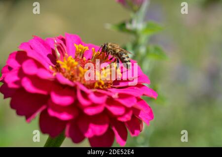 Abeille sur une fleur rose élégante de zinnia, gros plan, macro, grande fleur rose, pollinisation des abeilles et alimentation. Banque D'Images