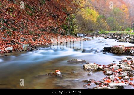 Belle rivière de montagne à Apuseni, image prise en automne près de Scarita Belioara Banque D'Images