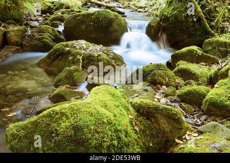 Détail d'un ruisseau de montagne dans le parc naturel d'Apuseni Banque D'Images