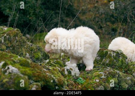 deux chiots de berger blanc assis et regardant moi dedans Une zone rurale de l'Etna Park point de repère de la Sicile nature (le jeune chien en arrière-plan est flou) Banque D'Images