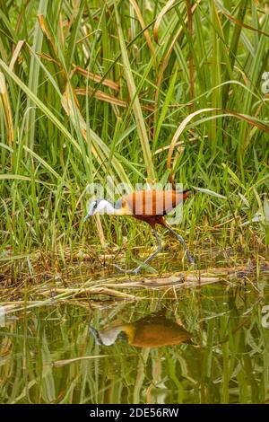 African jacana (Actophilornis africanus), Parc national de la Reine Elizabeth, Ouganda. Banque D'Images