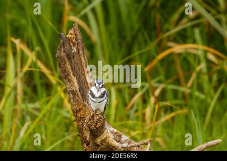 Un mâle Pied Kingfisher (Ceryle rudis) assis sur une branche, parc national de la Reine Elizabeth, Ouganda. Banque D'Images