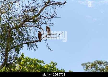 Une paire de faucons de couleur noire, l'un des nombreux grands oiseaux vus le long de la rivière Mutum, (Rio Mutum) dans les plus grandes terres humides du Pantanal Banque D'Images