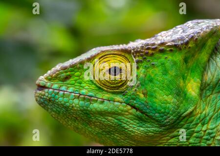 Caméléon coloré en gros plan dans la forêt tropicale de Madagascar. Banque D'Images