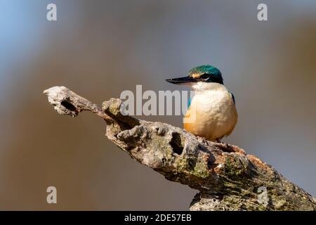 Kingfisher sacré (Tobraphus sanctus) perché sur une branche au soleil avec un fond propre. Banque D'Images