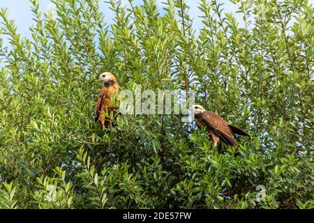 Une paire de faucons de couleur noire, l'un des nombreux grands oiseaux vus le long de la rivière Mutum, (Rio Mutum) dans les plus grandes terres humides du Pantanal Banque D'Images