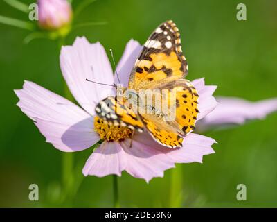 Une dame papillon peinte, Vanessa cardui, boit le nectar d'une fleur de cosmos rose dans un jardin de fleurs près de Yokohama, au Japon. Banque D'Images