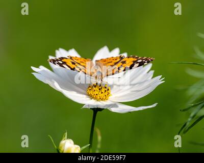 Une dame papillon peinte, Vanessa cardui, boit le nectar d'une fleur blanche dans un jardin de fleurs près de Yokohama, au Japon. Banque D'Images