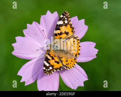 Une dame papillon peinte, Vanessa cardui, boit le nectar d'une fleur de cosmos rose dans un jardin de fleurs près de Yokohama, au Japon. Banque D'Images