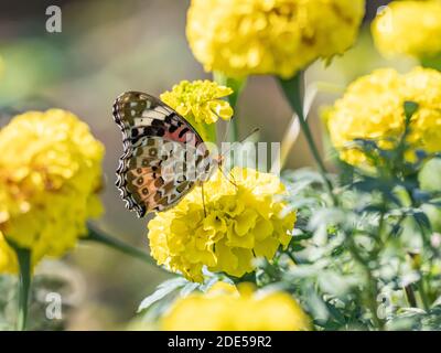 Un papillon tropical, ou indien, fritillaire, Argynnis hyperbius, se nourrissant de fleurs dans un parc de Sagamihara, Japon. Banque D'Images