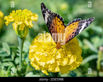 Un papillon tropical, ou indien, fritillaire, Argynnis hyperbius, se nourrissant de fleurs dans un parc de Sagamihara, Japon. Banque D'Images