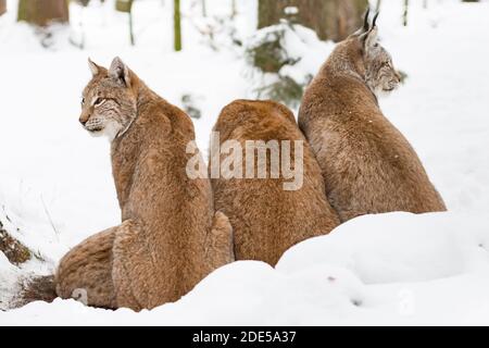 Trois jeunes chats eurasiens Lynx lynx assis côte à côte dans la neige paysage d'hiver Banque D'Images