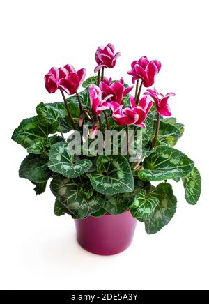 Fleur de cyclamen colorée en pot d'argile isolée sur blanc Banque D'Images