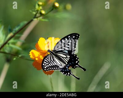 Une queue jaune chinoise, Papilio xuthus, se nourrit d'une fleur dans un parc de Sagamihara, au Japon. Banque D'Images