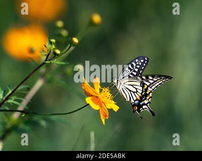 Une queue jaune chinoise, Papilio xuthus, se nourrit d'une fleur dans un parc de Sagamihara, au Japon. Banque D'Images