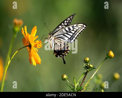 Une queue jaune chinoise, Papilio xuthus, se nourrit d'une fleur dans un parc de Sagamihara, au Japon. Banque D'Images