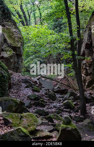 Vue dans une gorge sauvage dans une forêt en été. Banque D'Images