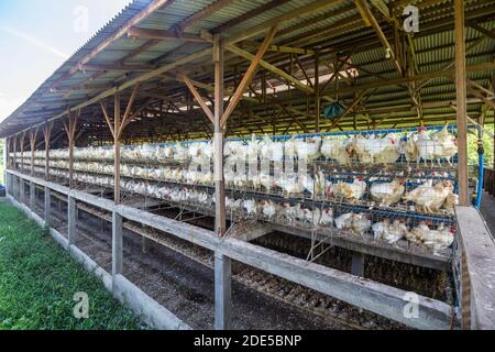 Dans une ferme avicole à Batangas, Philippines Banque D'Images