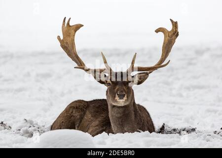 Mâle en buck de cerf en jachère Dama dama se reposant en hiver enneigé paysage Banque D'Images