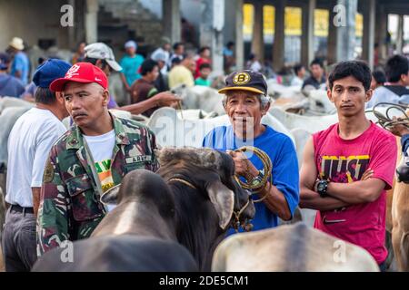 Tôt le matin au marché aux enchères de bétail Padre Garcia à Batangas, Philippines Banque D'Images