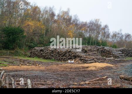 Shorne Woods Country Park.Kent.UK.PILE de rondins coupés d'une forêt voisine. Banque D'Images