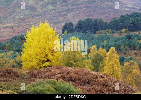 Petit groupe d'Aspen, Populus tremula, à Glen Lyon, Perth et Kinross, en Écosse. Banque D'Images