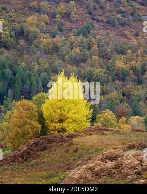 Petit groupe d'Aspen, Populus tremula, à Glen Lyon, Perth et Kinross, en Écosse. Banque D'Images