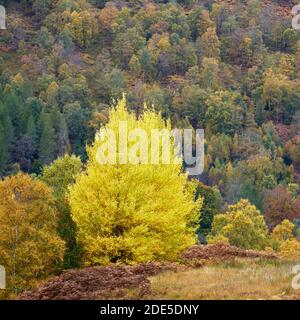 Petit groupe d'Aspen, Populus tremula, à Glen Lyon, Perth et Kinross, en Écosse. Banque D'Images