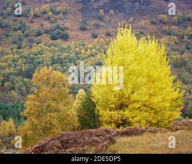 Petit groupe d'Aspen, Populus tremula, à Glen Lyon, Perth et Kinross, en Écosse. Banque D'Images