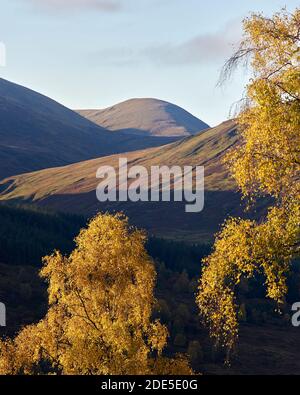 Montagnes au-dessus de Glen Lyon avec des Birch argentés aux couleurs automnales, Perth et Kinross, Écosse. Banque D'Images