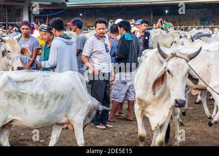 Tôt le matin au marché aux enchères de bétail Padre Garcia à Batangas, Philippines Banque D'Images