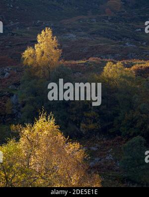 L'arbre de bouleau argenté est en vedette sur une colline au-dessus de Glen Lyon, Perth et Kinross, Écosse. Banque D'Images