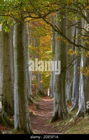 Hêtres et chemin, près de Tarland, Aberdeenshire, Écosse. Connus localement sous le nom de « biches », ces arbres sont des ceintures d'abri inhabituelles. Banque D'Images
