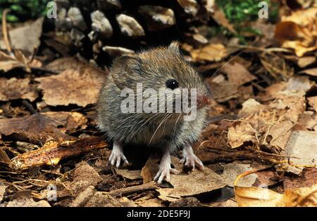 Bank Vole, clethrionomys glaréolus, adulte debout sur des feuilles mortes Banque D'Images
