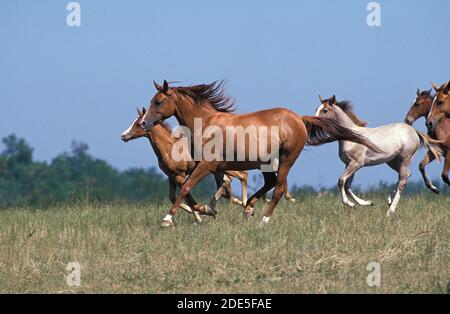 Troupeau de chevaux anglo-arabes, à travers galopante Meadow Banque D'Images