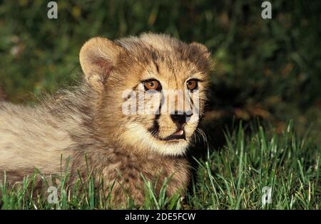 Cheetah, acinonyx jubatus, Portrait de Cub Banque D'Images